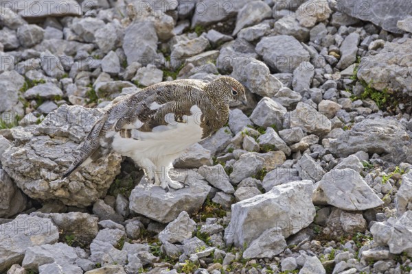 Rock ptarmigan (Lagopus muta), close-up, male walking between rocks and scree on a mountain slope in the Alps, Bavaria, Germany
