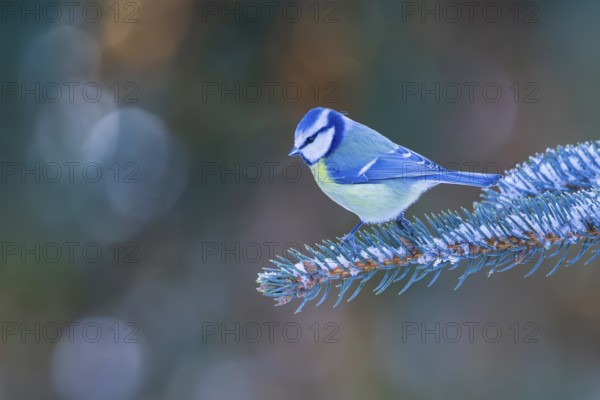 Blue tit (Cyanistes caeruleus), adult bird sitting on a snow-covered branch of a spruce tree in the glittering and sparkling evening light in the background, Baden-Württemberg, Germany