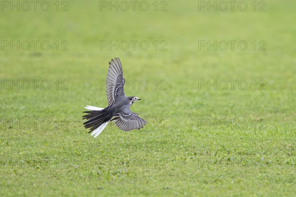 White wagtail (Motacilla alba), adult bird flying with open wing over short-mown English lawn on a golf course, Falsterbo, Sweden