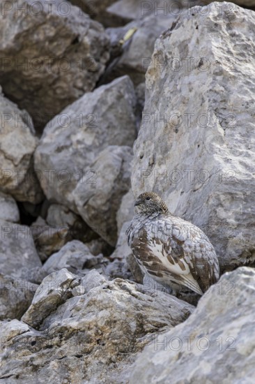 Rock ptarmigan (Lagopus muta), close-up, female stands perfectly camouflaged by the grey plumage between rocks in the Alps, Bavaria, Germany