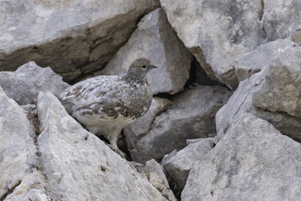 Rock ptarmigan (Lagopus muta), close-up, female on a mountain slope in the Alps, Bavaria, Germany