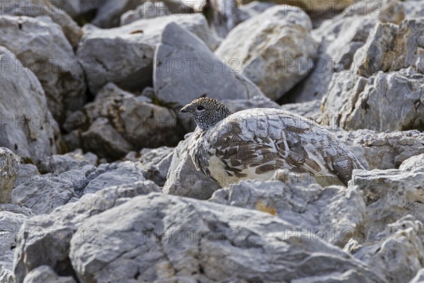 Rock ptarmigan (Lagopus muta), close-up, female hides perfectly camouflaged by the grey plumage on the ground between rocks in the Alps, Bavaria, Germany