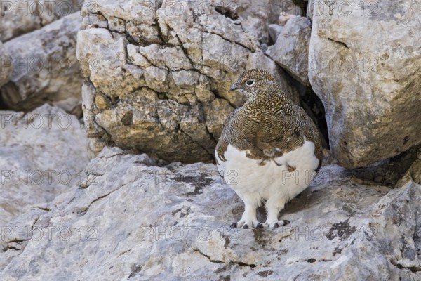 Rock ptarmigan (Lagopus muta), close-up, female standing between rocks in the Alps, Bavaria, Germany