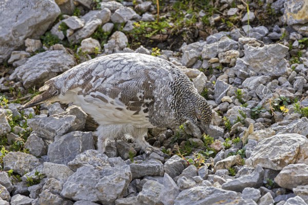 Rock ptarmigan (Lagopus muta), close-up, male feeding on green plants between rocks and scree in the Alps, Bavaria, Germany