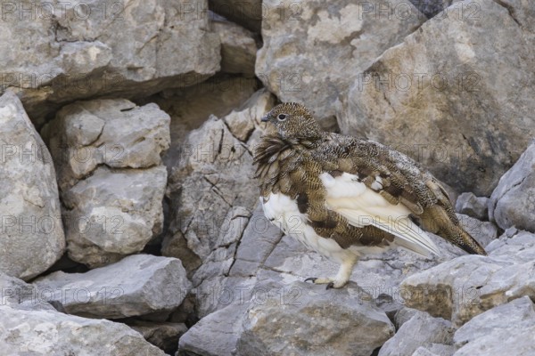 Rock ptarmigan (Lagopus muta), close-up, female standing between rocks in the Alps, Bavaria, Germany
