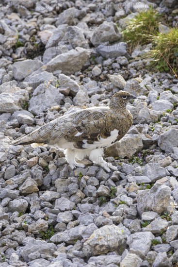 Rock ptarmigan (Lagopus muta), close-up, male walking between rocks and scree on a mountain slope in the Alps, Bavaria, Germany