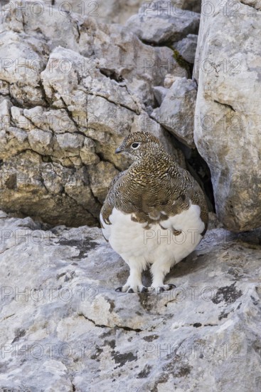 Rock ptarmigan (Lagopus muta), close-up, female standing between rocks in the Alps, Bavaria, Germany