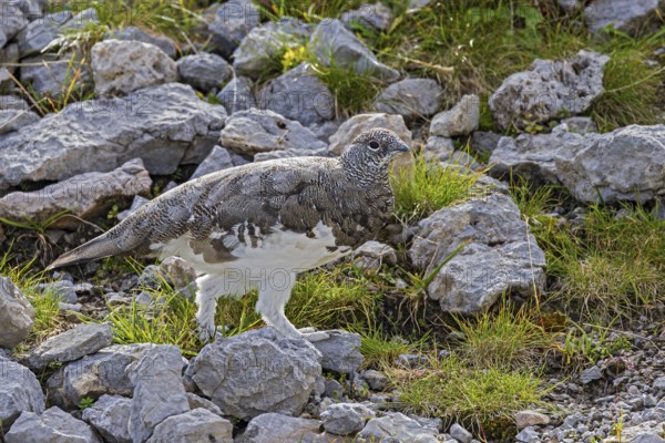 Rock ptarmigan (Lagopus muta), close-up, male walking through a scree field on a mountain slope in the Alps, Bavaria, Germany
