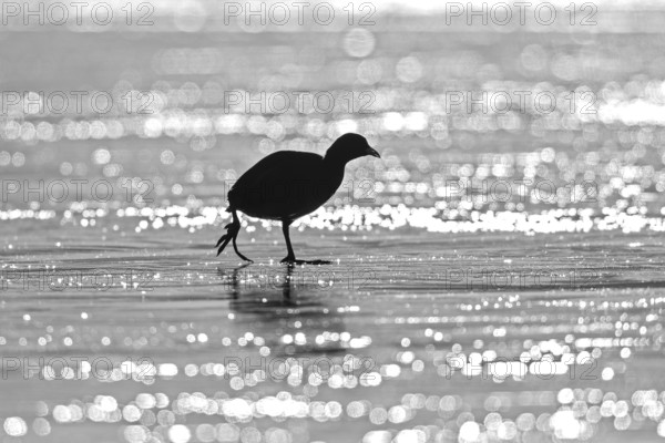Eurasian Coot (Fulica atra), monochrome, silhouette of an adult bird walking across the frozen surface of the Altmühlsee in the backlight of the winter sun, Bavaria, Germany