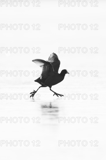 Eurasian Coot (Fulica atra), monochrome, silhouette of a fluttering adult bird with open wings running in the backlight of the winter sun over the ice surface of the frozen Altmühlsee, Bavaria, Germany