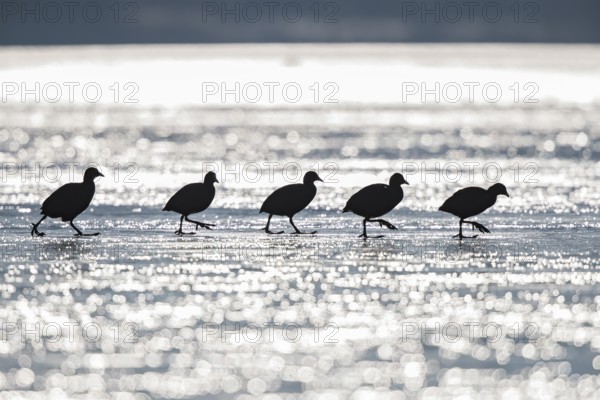Eurasian Coot (Fulica atra), silhouette of a group walking across the ice of the frozen Altmühlsee in the winter sun, Bavaria, Germany