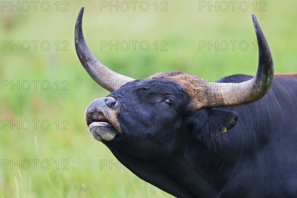 Heck cattle (Bos primigenius f. taurus), close-up and portrait of a bull with powerful horns and slightly open mouth during flehmen, Baden-Württemberg, Germany