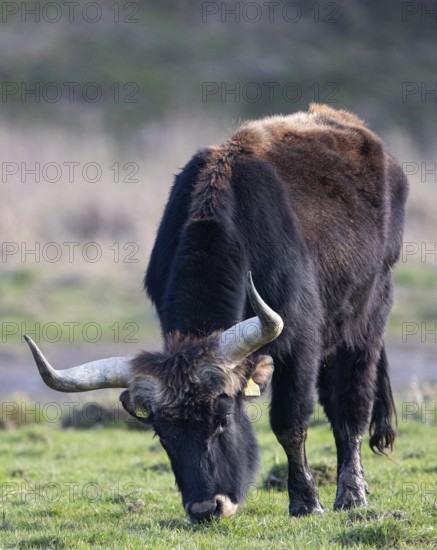 Heck cattle (Bos primigenius f. taurus), close-up of a feeding bull on pasture, Baden-Württemberg, Germany