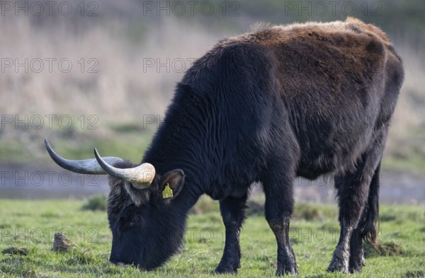 Heck cattle (Bos primigenius f. taurus), close-up of a feeding bull on pasture, Baden-Württemberg, Germany