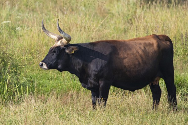 Heck cattle (Bos primigenius f. taurus), close-up of a bull in the sun on pastureland, Baden-Württemberg, Germany
