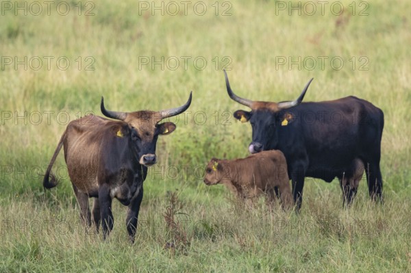 Heck cattle (Bos primigenius f. taurus), two female cows with a calf standing on pasture, Baden-Württemberg, Germany