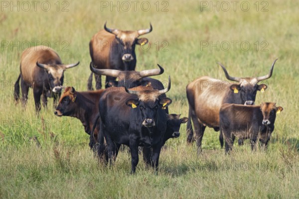 Heck cattle (Bos primigenius f. taurus), larger group with cows and calves on pasture, Baden-Württemberg, Germany