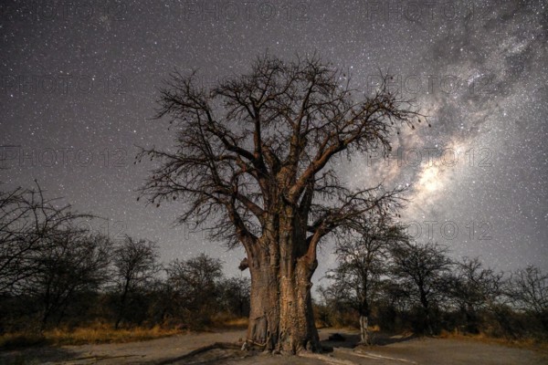 Starry sky above a baobab or baobab tree (Adansonia digitata), Kudiakam Pan, Nxai Pan National Park, near Gweta, Central District, Botswana