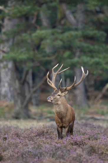 Red deer (Cervus elaphus), rut, Hoenderloo, Gelderland, Netherlands