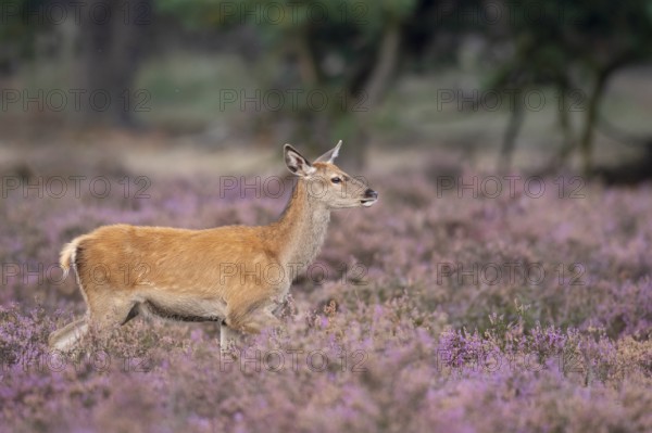 Red deer (Cervus elaphus), female, Hoenderloo, Gelderland, Netherlands