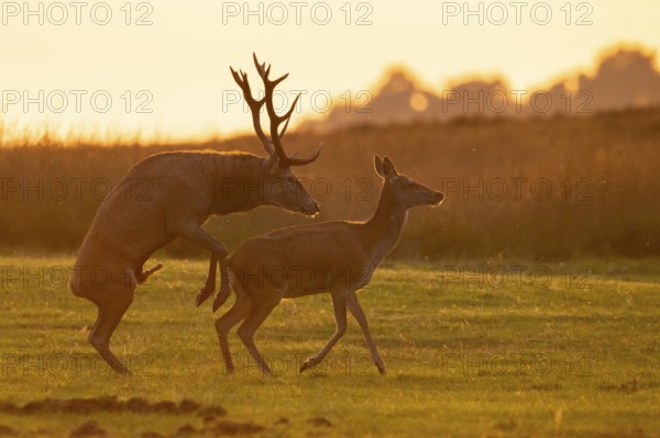 Red deer (Cervus elaphus) mating, Hoenderloo, Gelderland, Netherlands