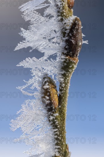 Hoarfrost on a branch with a bud, Colnrade, Lower Saxony, Germany