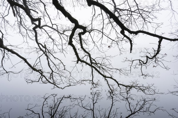 Ahlhorn fish ponds in fog, Ahlhorn, Lower Saxony, Germany