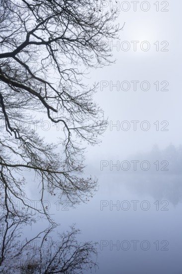 Ahlhorn fish ponds in fog, Ahlhorn, Lower Saxony, Germany