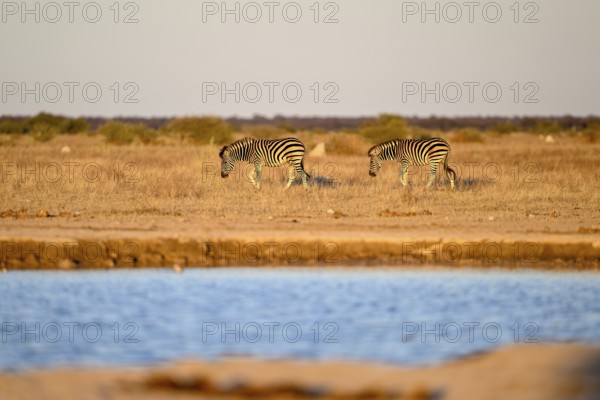 Plains zebra (Equus quagga) at the Nxai Pan waterhole, Nxai Pan National Park, near Gweta, Central District, Botswana