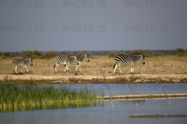 Plains zebra (Equus quagga) at the Nxai Pan waterhole, Nxai Pan National Park, near Gweta, Central District, Botswana