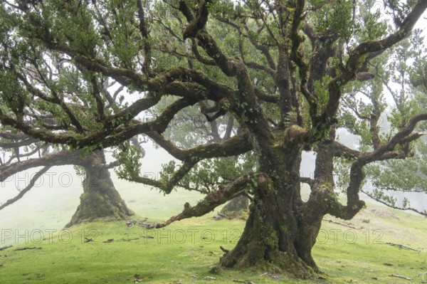 Laurel trees (Laurus nobilis) on Madeira, Fanal, Madeira, Portugal