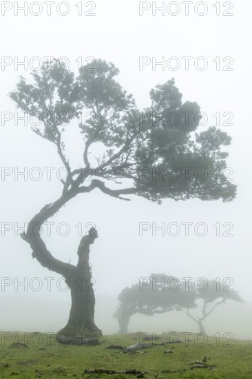 Laurel trees (Laurus nobilis) on Madeira, Fanal, Madeira, Portugal