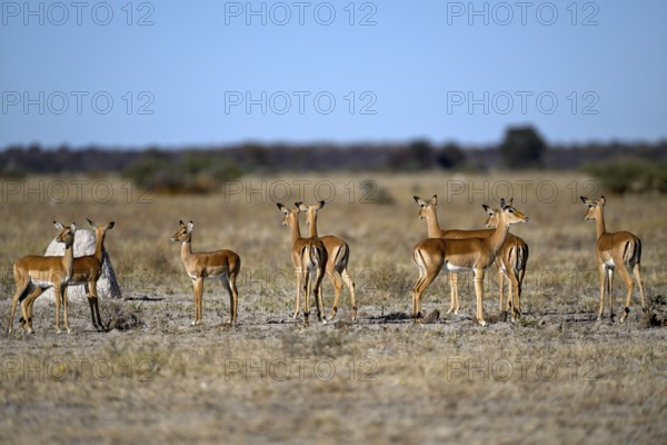Black verse impala (Aepyceros melampus), Nxai Pan National Park, near Gweta, Central District, Botswana