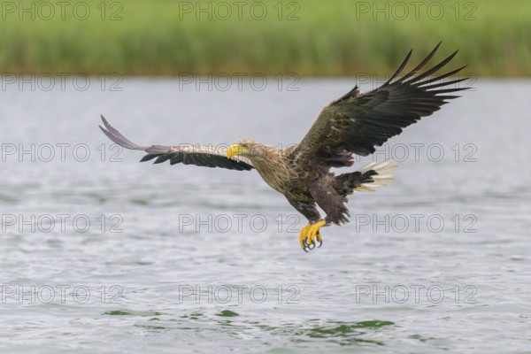 White-tailed eagle (Haliaeetus albicilla), in flight grabbing its prey, Mecklenburg-Western Pomerania, Germany