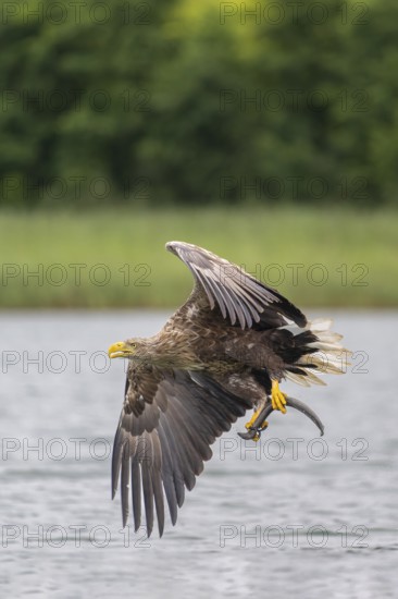 White-tailed eagle (Haliaeetus albicilla), in flight over a landscape of reeds and lakes with prey in its talons, Mecklenburg-Western Pomerania, Germany