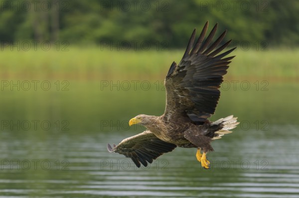 White-tailed eagle (Haliaeetus albicilla), in flight over a landscape of reeds and lakes, Mecklenburg-Western Pomerania, Germany