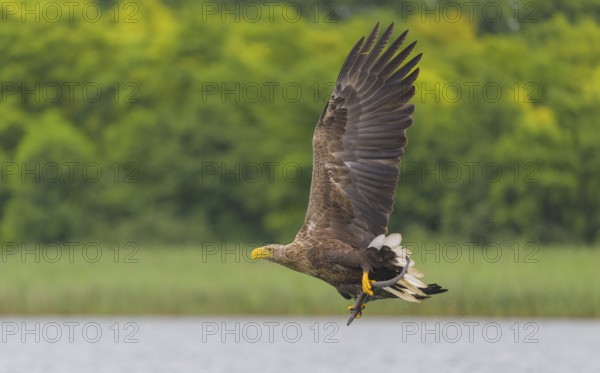 White-tailed eagle (Haliaeetus albicilla), in flight over a landscape of reeds and lakes with prey in its talons, Mecklenburg-Western Pomerania, Germany