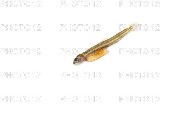 Juvenile fish, larva of Atlantic salmon (Salmo salar) after hatching in water, cut-out, fish, Wildeshausen, Lower Saxony, Germany