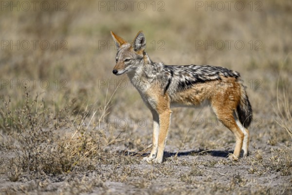 Black-backed jackal (Lupulella mesomelas), Nxai Pan National Park, near Gweta, Central District, Botswana