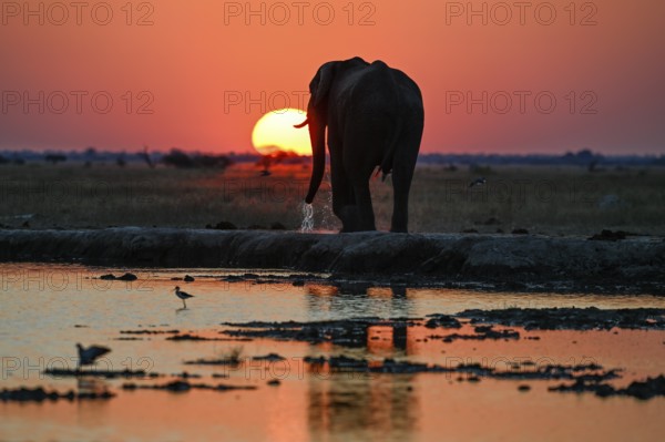 African elephant (Loxodonta africana), blue hour at Nxai Pan waterhole, sunset, Nxai Pan National Park, near Gweta, Central District, Botswana