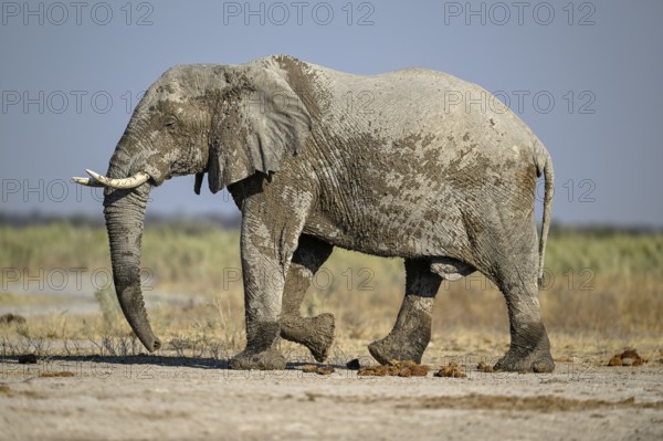 African elephant (Loxodonta africana), Nxai Pan National Park, near Gweta, Central District, Botswana