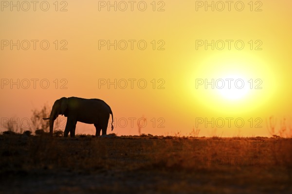 African elephant (Loxodonta africana), blue hour at Nxai Pan waterhole, sunset, Nxai Pan National Park, near Gweta, Central District, Botswana