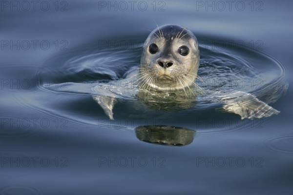 European harbour seal (Phoca vitulina), close-up and portrait, adult swims on the water surface and looks cutely into the camera with big, black saucer eyes, North Sea, offshore, Germany