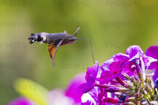 Pigeon tail (Macroglossum stellatarum), close-up, flying and hovering with its long, unrolled proboscis and open wings in front of a purple blooming garden flower in which it collects nectar, Hesse, Germany