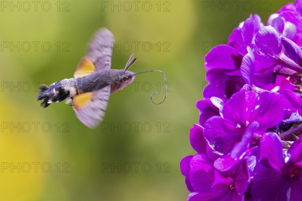 Pigeon tail (Macroglossum stellatarum), close-up, flying and hovering with long, unfurled proboscis and open wings in front of a purple flowering garden flower, Hesse, Germany