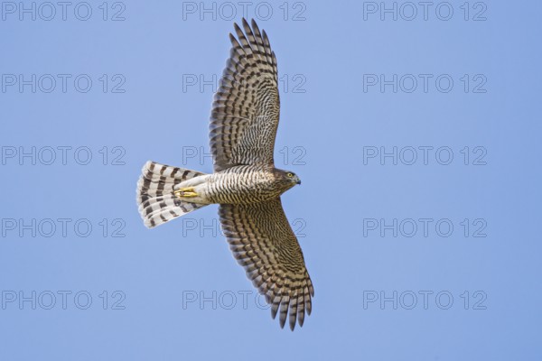 Sparrowhawk (Accipiter nisus), close-up, female flying in the sun against a blue sky, Hesse, Germany