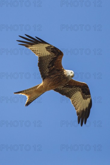 Red kite (Milvus milvus), close-up, adult bird flying in the sun against a blue sky with outstretched wings and looking down into the camera, Baden-Württemberg, Germany