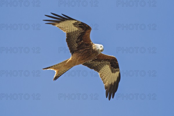Red kite (Milvus milvus), close-up, adult bird flying in the sun against a blue sky with outstretched wings and looking down into the camera, Baden-Württemberg, Germany