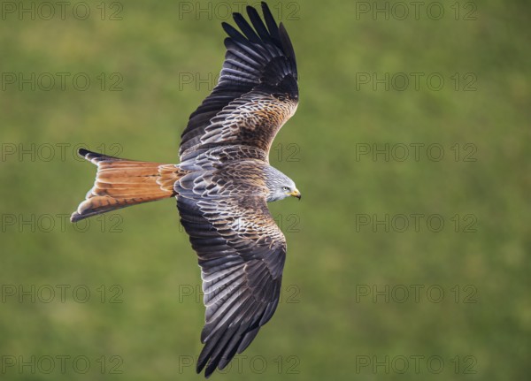 Red Kite (Milvus milvus), close-up, aerial view, adult bird flying over a green meadow in the sun with wings spread, plumage visible from above, Baden-Württemberg, Germany