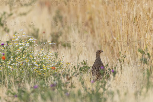 Grey partridge (Perdix perdix) female foraging in colourful and blooming flower strips with poppies, daisies and thistles at the edge of a field, Hesse, Germany